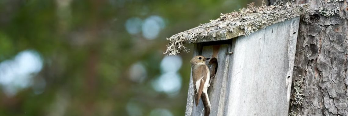 A female pied flycatcher outside a nest box in a Norwegian forest.